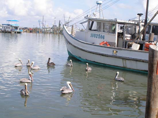 Brown Pelicans in Fulton Harbor