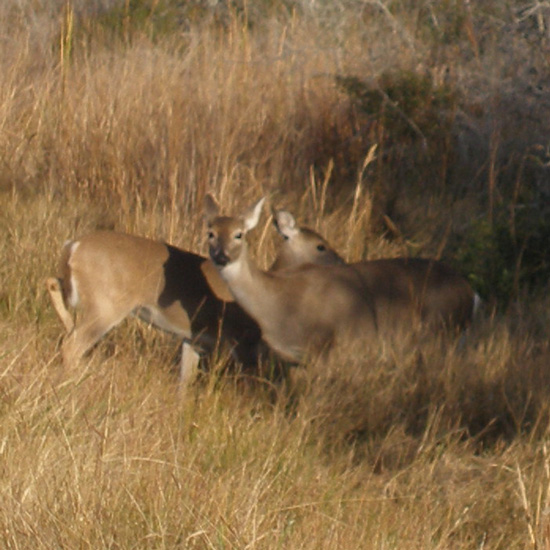 Deer along the side of the road at Aransas National Wildlife Refuge