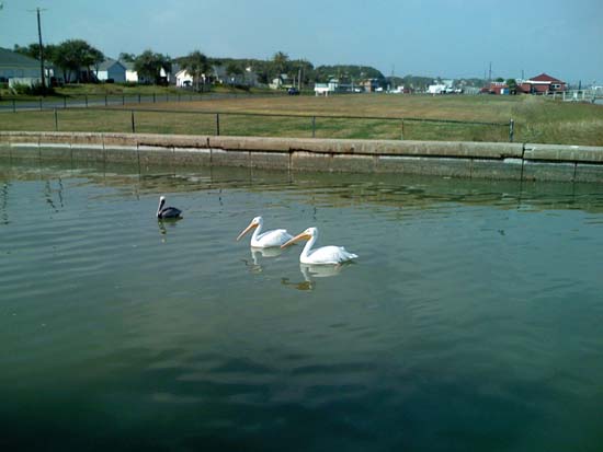 White and Brown Pelicans