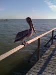 Brown Pelican on Watersedge Pier