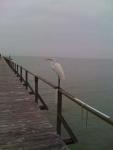 Great Egret on Watersedge Pier