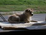 Frisco Standing Guard from the RV Dashboard