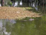 Small Gator, Lake Martin Swamp
