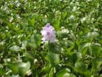 Water Hyacinth on the Swamp Tour