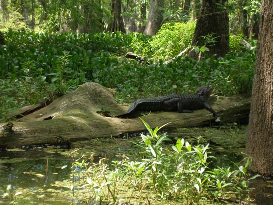 Gator on the Swamp Tour