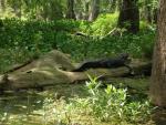 Gator on the Swamp Tour