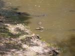 Gators in the lagoon, Avery Island, LA