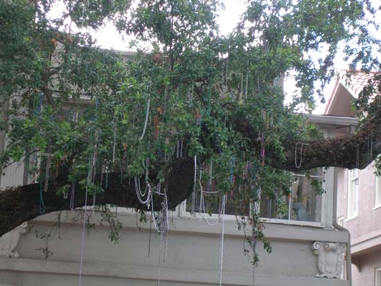 Mardi Gras beads hanging from a tree along St. Charles Street