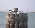 Gulls Taken from the Port Aransas Ferry