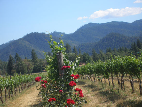 Grape Vines at Schmidt Family Vineyards, Applegate Wine Tour