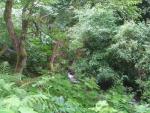 Dense forest, Historic Columbia River Highway