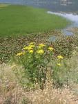 Wildflowers near Lake Coeur d&#39;Alene