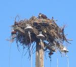 Osprey Nest at Riverwalk RV Park, Coeur d&#39;Alene, ID