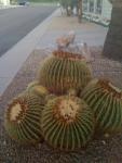 Cool Cactus in yard at Mesa house