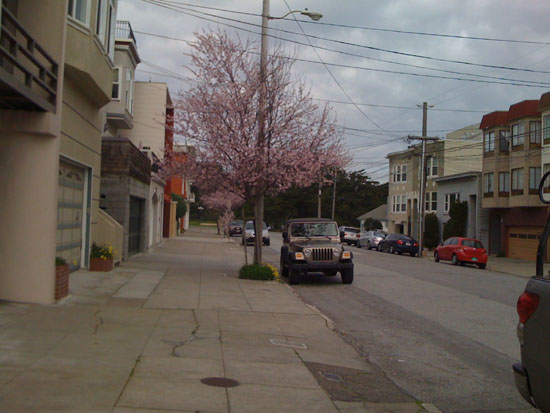 Pretty Blooming Crab Trees on Ben's Street