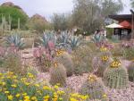 Desert Botanical Gardens, Phoenix, AZ