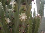 Tiny Flowers on a Huge Organ Pipe Cactus