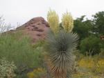 Yucca in Bloom at Desert Botanical Gardens