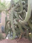 Gnarly Cactus at Desert Botanical Gardens