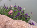 Iris at the Japanese Friendship Garden, Phoenix, AZ