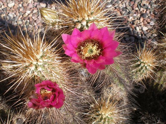 Closeup of flowering cactus.