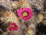 Closeup of flowering cactus.
