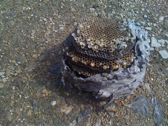 A 3-4 Story Bee Hive