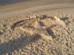 Sand Starfish at Holiday Campground
