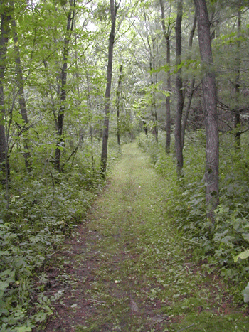 Peter's Well-Groomed Hiking Path