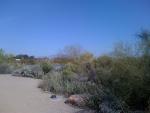 View of Superstition Mountains from the Gilbert Riparian Park