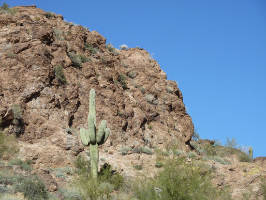 Lone Saguaro in the Superstition Mountains