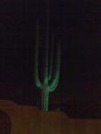 Beautiful Saguaro at Fort McDowell Adventures