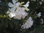 Beautiful But Deadly Oleander