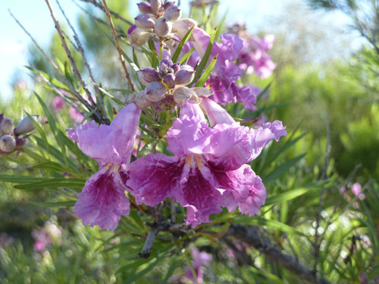 Unknown Flowers - Gilbert Riparian Institute