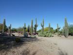 Saguaro Patch at Gilbert Riparian Institute