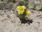 Cactus in Bloom at Arches National Park