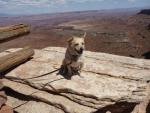 Frisco enjoying Canyonlands National Park
