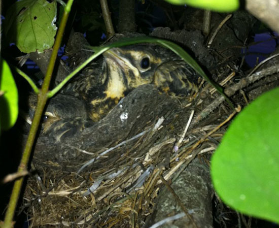 Baby Robin in Nest