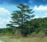 Beautiful Wisconsin White Pine
